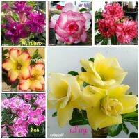 12 เมล็ด เมล็ดพันธุ์ ชวนชม สายพันธุ์ฮอลแลนด์ คละสี Adenium Seed กุหลาบทะเลทราย Desert Rose ราชินีบอนไซ อัตราการงอกสูง 80-90% มีคู่มือปลูก