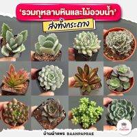 รวมกุหลาบหินและไม้อวบน้ำ #กระถาง2นิ้ว หลายสายพันธุ์ ส่งทั้งกระถาง cactus&amp;succulent