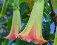 30 เมล็ดพันธุ์ เมล็ด เมล็ดพันธุ์ ต้นดอกระฆัง ดอกลำโพง แตรนางฟ้า Datura metel L. Angel Trumpet Seeds อัตราการงอก 80-85%