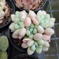 พร้อมส่ง กุหลาบหิน  rococo ไม้อวบน้ำ ไฮบริด สายพันธุ์ใหม่ๆ กระถาง 5 cm succulent echeveria haworthia lithop Cactus