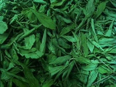 ขายส่ง 1 กิโลกรัม สมุนไพรหญ้าหวาน สตีเวีย stevia เครื่องดื่ม ชาหญ้าหวาน Stevia rebaudiana Bertoni รสหวาน สมุนไพร อาหารเสริม วงศ์ทานตะวัน วัตถุให้ความหวาน พืชล้มลุกระยะยาว ลดความอ้วน สมุนไพรอบแห้ง หญ้าหวานผง หญ้าหวานออแกนิค