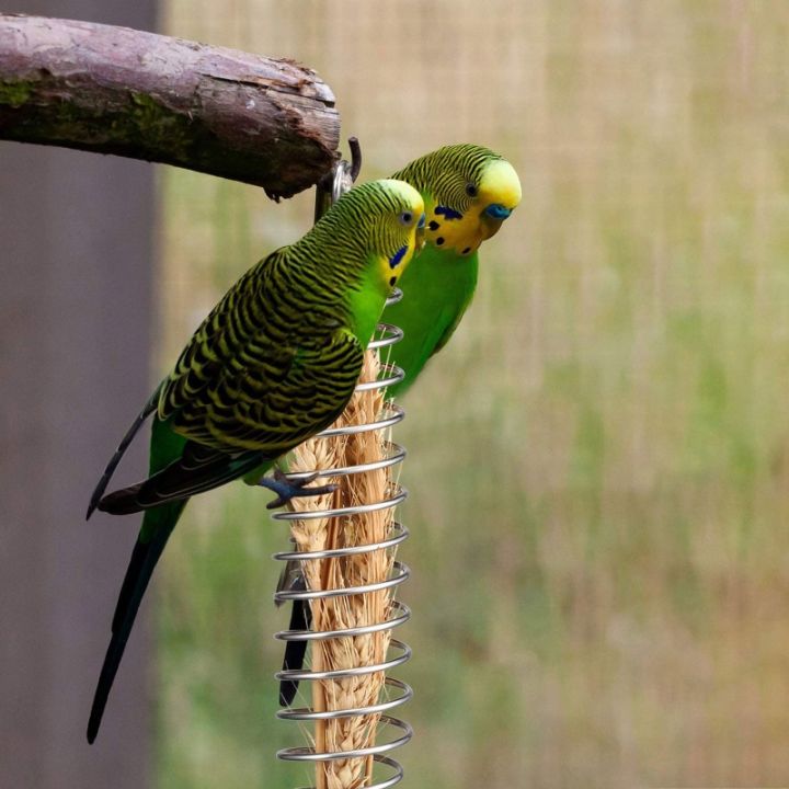 นกผู้ถืออาหารกรงป้อนของเล่นนกแก้วสแตนเลสชามอาหารแขวนเสียบสำหรับผลไม้รักษาสำหรับ-lovebird-conure