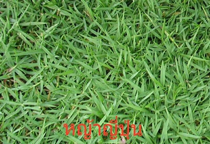 ขายส่ง-เมล็ดหญ้าญี่ปุ่น-japanese-lawn-grass-zoysia-japonica-kerean-lawngrass-หญ้าปูสนาม-สนามหญ้า-หญ้าญี่ปุ่น-พืชตระกูลหญ้า-เมล็ดพันธ์หญ้า-1-ออนซ์