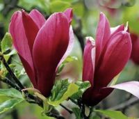 ต้นจำปีแดง จำปีแดง ดอกสีแดง แมกโนเลีย (Magnolia soulungiana Soul.) กิ่งปักชำ ต้นสูง 45-55 ซม. ในถุงชำ  เป็นพันธุ์ไม้หอมที่มีขนาดลำต้นเล็ก แต่มีขนาดดอกใหญ่มาก พันธุ์ไม้ที่นำมาจากต่างประเทศ