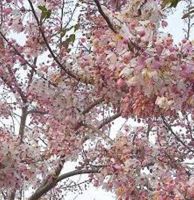 ขายส่ง 100 เมล็ด เมล็ดกัลปพฤกษ์ Wishing Tree ซากุระอีสาน Pink Shower ต้นไม้ประจำจังหวัดขอนแก่น Pink cassia ต้นไม้สารพัดนึก ไม้ยืนต้น ไม้ล้อม