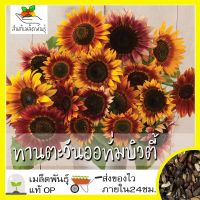 เมล็ดพันธุ์ ทานตะวัน ออทั่มบิวตี้ 25 เมล็ด Autumn Beauty Sunflower เมล็ดพันธุ์แท้100% นำเข้าจากต่างประเทศ ทานตะวัน