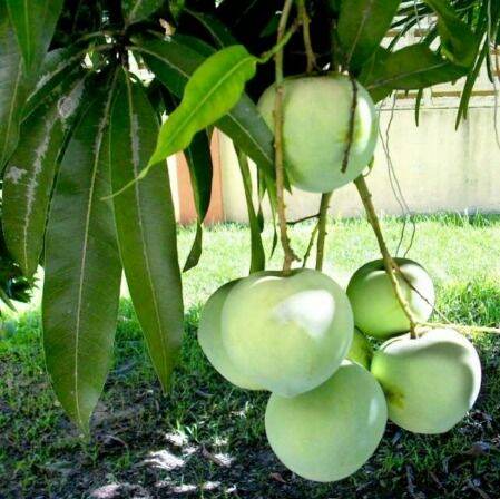 【GW】Mangga epal / pokok mangga epal / mangga epal cepat berbuah ...