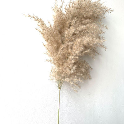 Light color wedding flowers bunch natural dried pampas grass flower beautiful reed christmas home wedding decoration phragmites