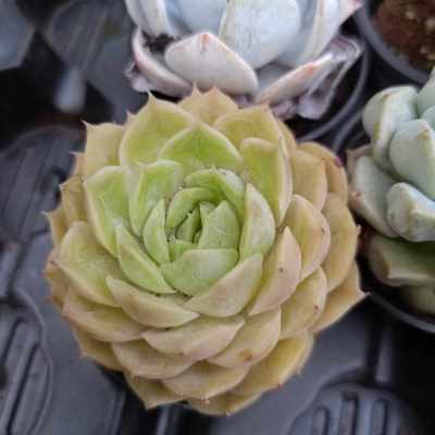 พร้อมส่ง กุหลาบหิน HYBRID Onslow ไม้อวบน้ำ ไฮบริด สายพันธุ์ใหม่ๆ กระถาง 5 cm succulent echeveria haworthia lithop Cactus