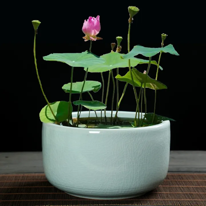 Hydrocotyle Hydroponic Vessel Green Lotus Flower Sleeping Lotus Bowl ...