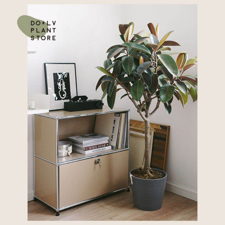 DOLV bean green large Nordic rubber tree indoor good foliage plants