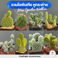 รวมโอพันเทีย หูกระต่าย Mix Opuntia worthia หลายสายพันธุ์ ส่งทั้งกระถาง cactus&amp;succulent