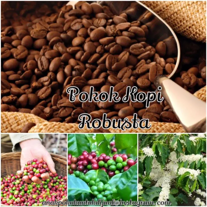 Pokok Kopi Robusta Ori 100% | Lazada