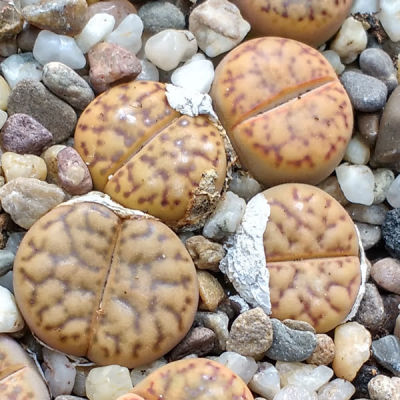 20 เมล็ด ไลทอป กระบองเพชร ไม้อวบน้ำ กุหลาบหิน แคคตัส ไม้หิน Living Stones Lithops สายพันธุ์ bromfieldii