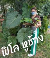 ฟิโลหูช้าง Giant Philodendron/ฟิโลหูช้าง ไม้ฟอกอากาศ ต้นไม้ตกแต่งห้อง ตกแต่งภายในบ้าน กระถางขนาด 5 นิ้ว ต้นพร้อมกระถางสูงประมาณ30cm.