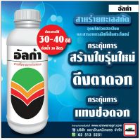 อัลก้า สาหร่ายทะเลสกัด ตระกูล Fucus  บริสุทธิ์แท้ๆ เร่งใบอ่อนให้ เขียวเร็ว หนาใหญ่ สมบูรณ์ ประกอบด้วย อะมิโน แอซิด สารอาหาร ฮอร์โมน