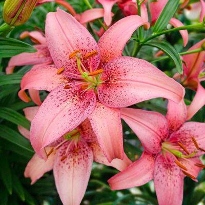 20 เมล็ดพันธุ์ ต้นดอกลิลลี ดอกลิลลี่ Lily Seeds. Lilies (Lilium spp.) เป็นดอกไม้ ที่แทนสัญลักษณ์แห่งความรัก อัตราการงอกสูง 70-80%