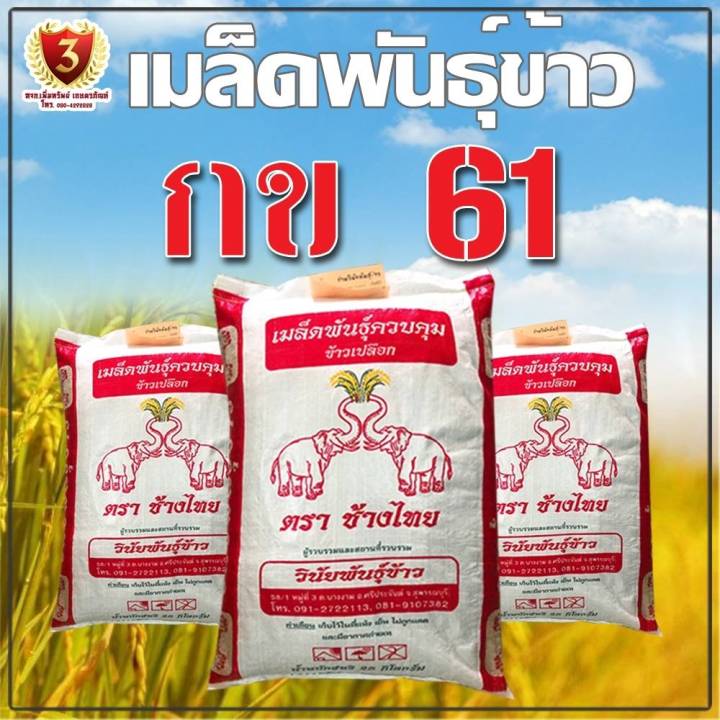 พันธุ์ข้าวปลูก-กข-61-กระสอบ-25-kg-นาปรัง-เก็บเงินปลายทาง