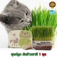 Neko care ชุดปลูกหญ้าแมว pet grass หญ้าแมว เมล็ดต้นอ่อนข้าวสาลีออแกนิกส์ มีปุ๋ยและดินพร้อมปลูกในชุด 1 ถาด