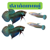 ฉลองร้านใหม่Betta มหาชัย/อีสาน เลือกได้ ได้4ตัว ผู้2+เมีย2 ส่งด่วน รับประกันสินค้า100%