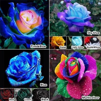 30 เมล็ด เมล็ดพันธุ์ กุหลาบ สีฟ้า-ม่วง Rose seed ดอกใหญ่ นำเข้าจากต่างประเทศ พร้อมคู่มือ เมล็ดสด ใหม่