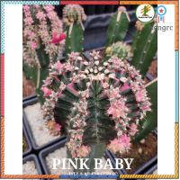 Pink Baby (พิ้งค์ เบบี้) กราฟตอสามเหลี่ยม flashsale ลดกระหน่ำ