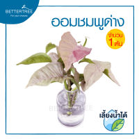 ออมชมพูด่าง (จำนวน 1 กิ่ง) Pink spot Syngonium   สามารถเลี้ยงน้ำได้ ความยาวกิ่ง ประมาณ 25 cm ต้นไม้ ออมชมพู