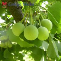 เมล็ดพันธุ์แปะก๊วย (Ginkgo Biloba) จากเกาหลี (10เมล็ด)