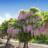 10 เมล็ดพันธุ์ เมล็ด วิสทีเรีย Japanese wisteria ดอกฟูจิ ไม้เถาวัลย์ ไม้ริมรั้ว ไม้ยืนต้น ดอกสีชมพู (Wisteria) Seeds