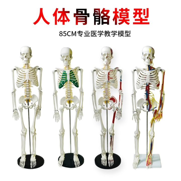 human-skeleton-model-85-cm-medical-skeleton-spine-adult-spinal-remove-body-skeleton-models-simulation-hands
