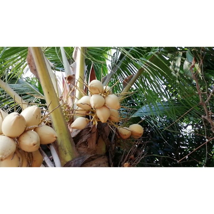 pro-สุดคุ้ม-ต้น-หน่อ-มะพร้าว-มะพร้าวน้ำหอม-สีทอง-coconut-cocos-nucifera-linn-น้ำหวานผลดก-สีสวย-พันธุ์หายาก-พันธุ์เตี้ย-ราคาคุ้มค่า-พรรณ-ไม้-น้ำ-พรรณ-ไม้-ทุก-ชนิด-พรรณ-ไม้-น้ำ-สวยงาม-พรรณ-ไม้-มงคล