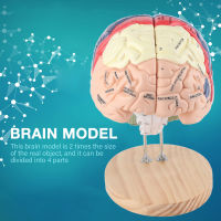 1:2 สมองมนุษย์รุ่นถอดทางการแพทย์กายวิภาคสมองมนุษย์รุ่น Cerebral Cortex Nerve การสอนการเรียนรู้เครื่องมือ 4 ชิ้นส่วน