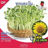 AGA SHOP เมล็ดพันธุ์ต้นอ่อนทานตะวัน เทียน่า