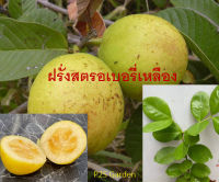 ต้น ฝรั่งสตอเบอรี่เหลือง ต้นเพาะเมล็ด สูง 15-30 ซ.ม.