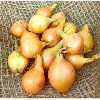 100 เมล็ด เมล็ดหอมหัวใหญ่ สายพันธุ์ หอมใหญ่ Wolska ของแท้ 100% อัตรางอก 70-80% Onion seeds มีคู่มือปลูก