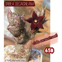 HOT** เก๋งจีน ♥️ Orbea Decaisneana ดอกสีแดง กำมะหยี่ ♥️ ไม้น่าสะสม ☺️ PRO+++ในกระถาง 2 นิ้วนะคะ ส่งด่วน พรรณ ไม้ น้ำ พรรณ ไม้ ทุก ชนิด พรรณ ไม้ น้ำ สวยงาม พรรณ ไม้ มงคล