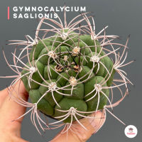 Gymnocalycium Saglionis แคคตัส กระบองเพชร cactus&amp;succulent