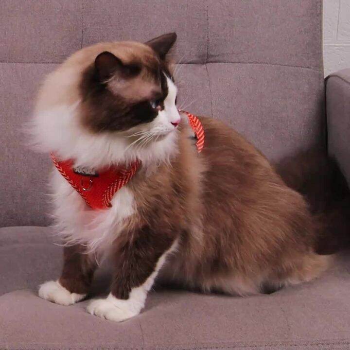 Tali Tarik Kucing Anti-Bebas, Jaring a Rompi Merah, Tali Kucing