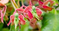 ต้นนกน้อยนำโชค นกน้อย นางกวักสาลิกาลิ้นทอง ไม้มงคลราชาแห่งความร่ำรวย (Euphorbia bracteata) ต้นสูง 65-70 ซม. กระถาง 10 นิ้ว กอใหญ่สวย ออกดอกเป็นตัวตัวนก ไม้มงคล เรียกทรัพย์ ช่วยเสริมโชคลาภ ค้าขายกิจการรุ่งเรือง นำความเป็นสิริมงคล  เงินทองไหลมาเทมา