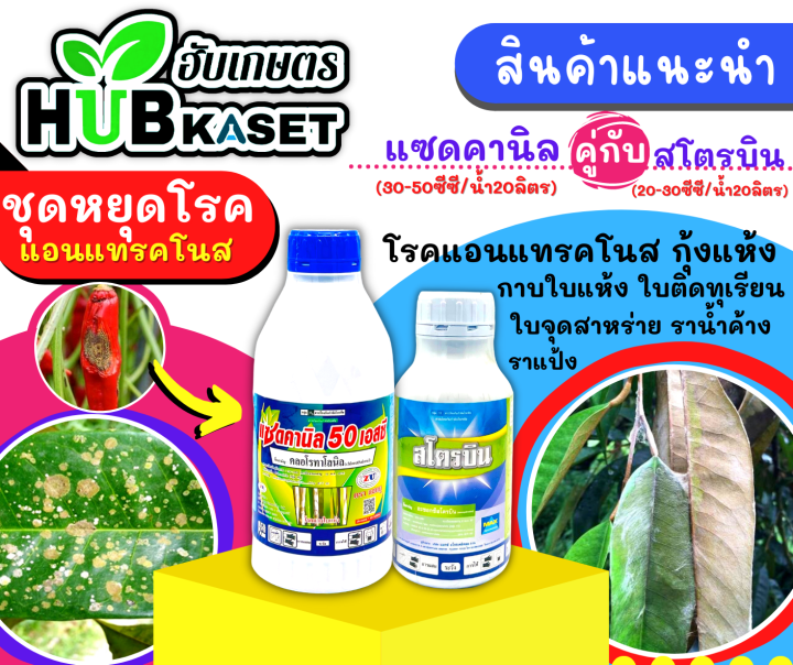 แซดคานิล50-1ลิตร-คลอโรทาโลนิล-ป้องกันเชื้อรา-โรคใบไหม้-ราน้ำค้าง-ราแป้ง