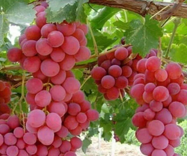 grapes fruit garden