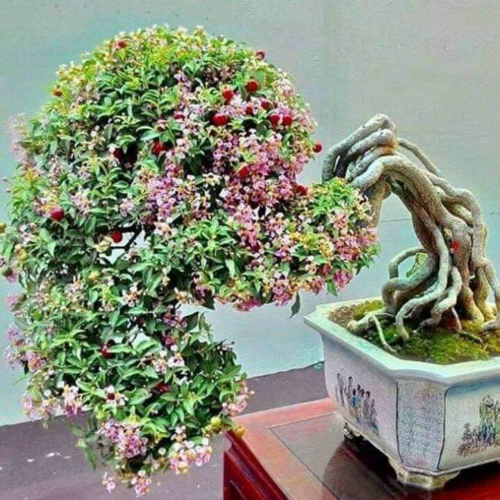 Bahan Bonsai Sakura Micro Lazada Indonesia