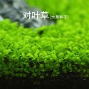 Hạt giống trân châu thủy sinh 2 Cỏ Lá Đôi Lớn - HÀNG CÔNG TY