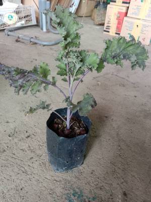 ต้นพันธุ์ผักเคลสีม่วง (Scarlet Kale) ผักคะน้าใบหยิกสีม่วง  เป็น Superfood พร้อมปลูกในถุงดำ 39 บาท