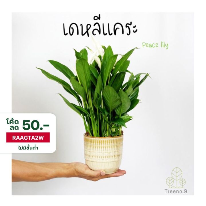 โปรโมชั่น-คุ้มค่า-t188-เดหลีแคระนำเข้า-ดอกเยอะมาก-peace-lily-กระถาง-5-6-นิ้ว-สูง-50-60-ซม-ไม้ประดับ-ดอกสวยสีขาว-ช่วยฟอกอากาศ-ปลูกในห้องนอนได้-ราคาสุดคุ้ม-พรรณ-ไม้-น้ำ-พรรณ-ไม้-ทุก-ชนิด-พรรณ-ไม้-น้ำ-สว