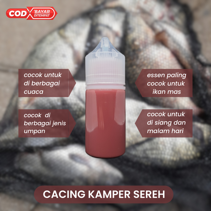 Essen Cacing Kamper Sereh Untuk Ikan Mas Rame Dan Indukan Cocok Untuk