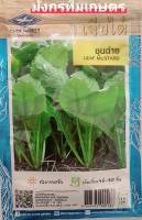 เมล็ดพันธุ์ ชุนฉ่าย ผักกาดเขียว ผักกาดหิ่นใบใหญ่ ?หมดอายุ 07/2566?บรรจุประมาณ4400เมล็ด?ผักกาดหิ่น ชอบแดดจัด  เก็บเกี่ยว45-50 วัน