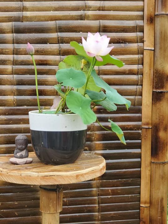 8-เมล็ด-สีขาว-เมล็ดบัว-บัวญี่ปุ่น-บัวญี่ปุ่นแคระ-เมล็ดเล็ก-ดอกดกทั้งปี-ของแท้-100-lotus-waterlily-seed-มีคู่มีวิธีปลูก-รหัส-004