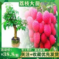 New varieties of high-pressure ring lychee lychee seedlings grafted lychee saplings big seedling concubine laughing osmanthus fruit saplings planted in the south