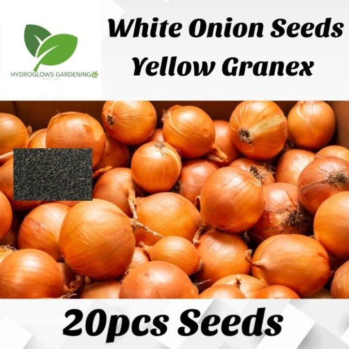 White Onion Seed/ Yellow Granex 50pcs Seeds (1pack) Lazada PH